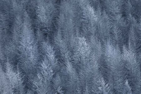 First snow of autumn in Queenstown Queenstown, frost, snow, trees, New Zealand, winter