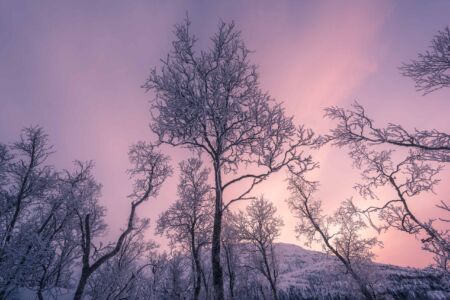 Sunset and frosted trees winter, frost, Norway