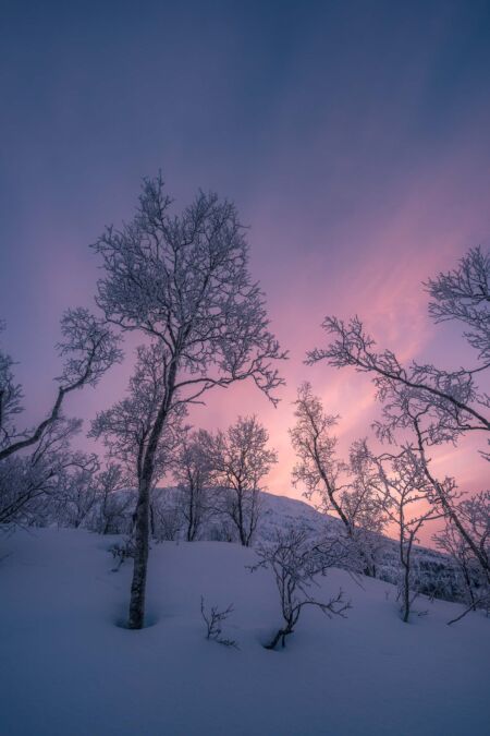 Hoar frost and sunset Norway, hoar frost, trees, winter