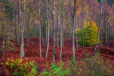 Autumn foliage in the forests of Pitlochry Pitlochry, Scotland