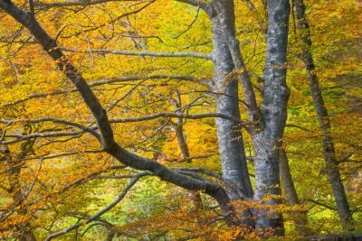 Autumn foliage around the forests of Glen Lyon Glen Lyon, Scotland, autumn