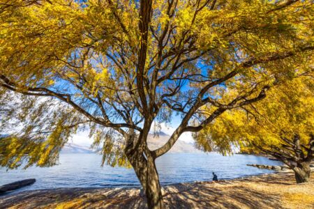 Autumn colours along the Queenstown waterfront Autumn, leaves, Queenstown