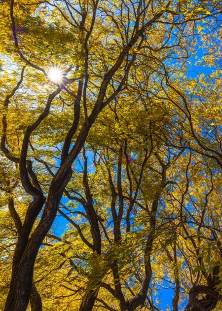 Autumn leaves around Queenstown Queenstown, autumn leaves, New Zealand