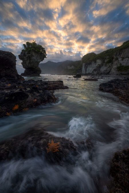The prehistoric look of the west coast on New Zealand's south island Motukiekie, west coast, Greymouth, New Zealand, starfish