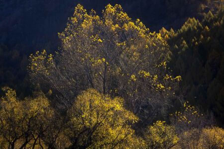 Autumn leaves hanging on in Arrowtown Arrowtown, autumn, Queenstown, New Zealand, leaves