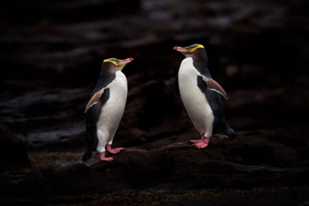 Yellow-Eyed Penguins at Curio Bay Curio Bay, Catlins, New Zealand, yellow-eyed penguins